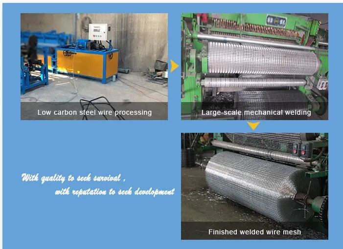 Galvanized Wire Mesh Rolls Welded Wire Mesh Sheet